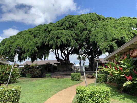 10/21/22 such a magnificent, tall & shady tree! Beautiful setting