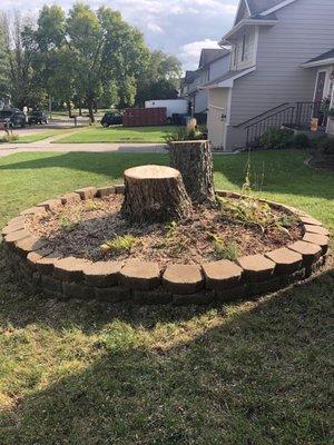 After 40 foot birch tree was cut down.