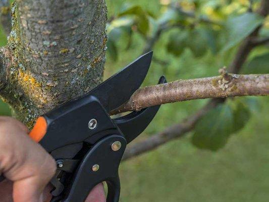 CJV Landscaping & Tree Removal