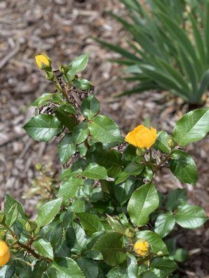 My yellow rose from Texas blooming this spring in Arkansas. Healthy and thriving.