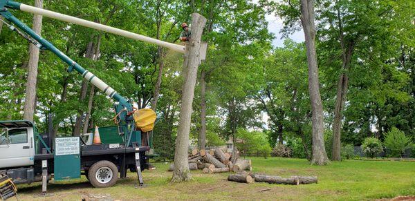 Charter Oak Tree Service