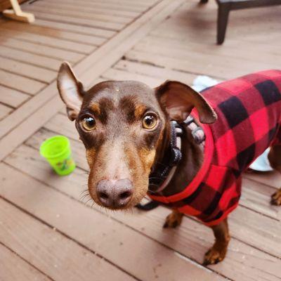 It's Not Magic Dog Training