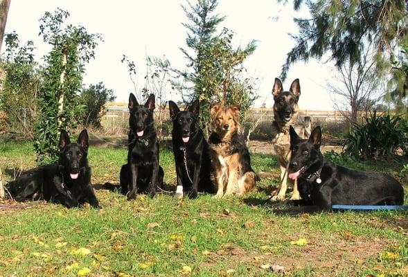 Dragon Crest Dog Training