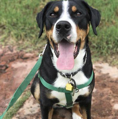 Zoologie Pet Services