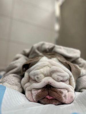 BluePearl Pet Hospital Fort Lauderdale