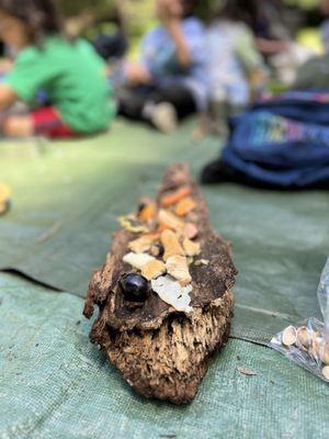 Wise Roots Collective