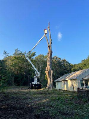 William Cox tree service