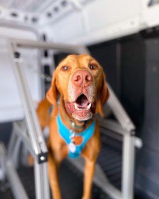 Zoomies Mobile Dog Gym