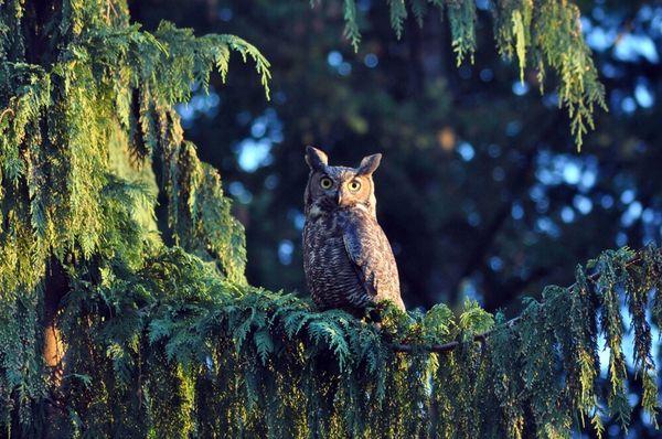 A great horned owl, just one example of the beauty of the Pacific Northwest