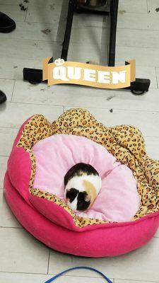 Anita's Wags to Riches