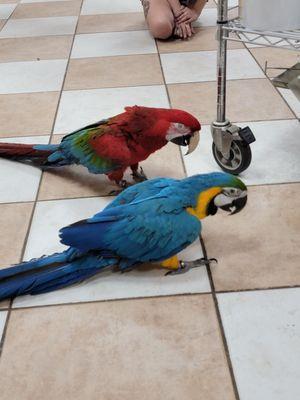Playtime with Blue & Gold Macaw.