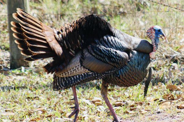 Kissimmee Prairie Preserve State Park
