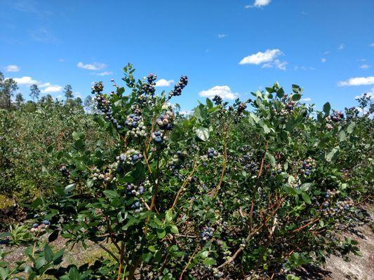 Miller Blueberry Plantation