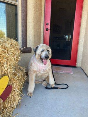 Bradley the Bouvier des Flandres