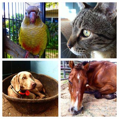 Maui Pet and House Sitting