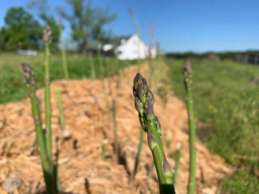 Post Farmhouse Asparagus