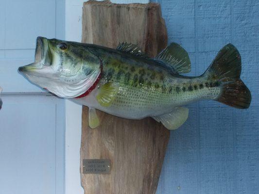 Euchee Creek Taxidermy