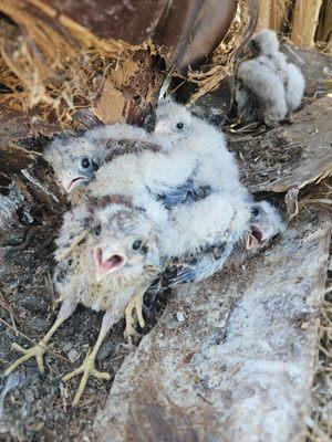 Anderson Tree Service