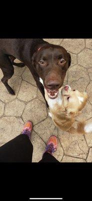 The Lodge For Pampered Pets