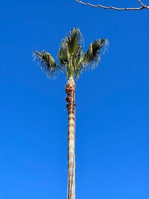 Lucatero Tree Services