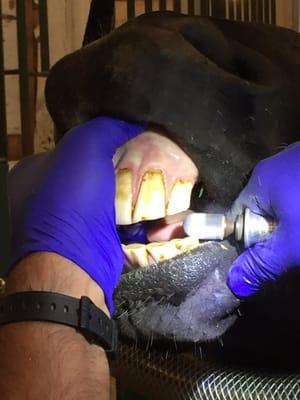 Willamette Valley Equine Veterinary Services