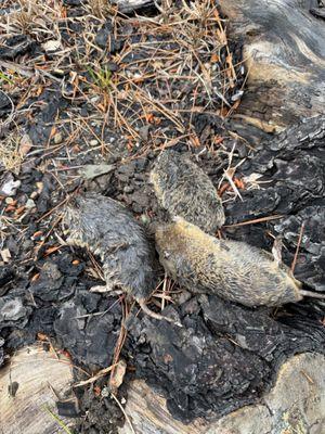 Eagle Shield Pest Control