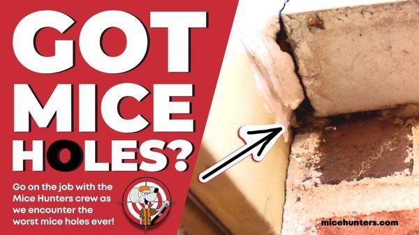 Go on the job with Mice Hunters and see some of the largest mice and rat holes we've ever seen!
https://youtu.be/36DCDYdXrNI