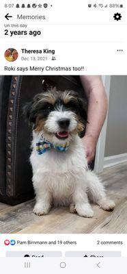 Rolling Hills Russells