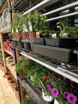 GreenHouse Bloom Nursery