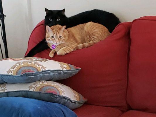 Classic Critter Care