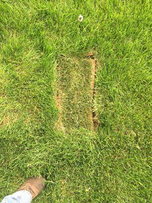 Extreme Green Landscaping