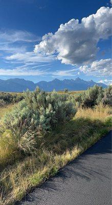 Wild Willy’s Scenic Tours