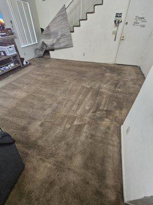 Steam Green Carpet Cleaning