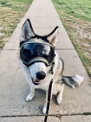 Animal Eye Consultants