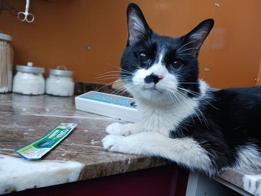 New York Cat Hospital