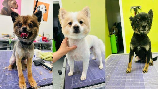 Sydnee's Pet Grooming Mission Viejo
