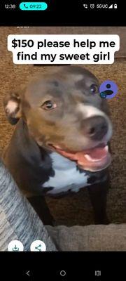 Hoffman Boarding Kennels