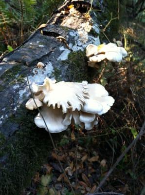 Lake Chabot Trail Challenge