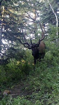 Lazy Bar T Outfitters