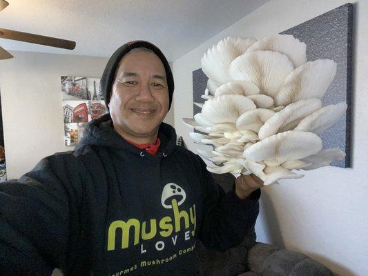 A beautiful fresh Elm Oyster Mushroom