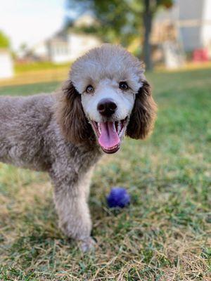 All Dogs Unleashed Des Moines