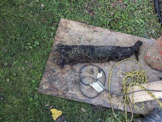 DFS Plumbing, Sewer & Drainage