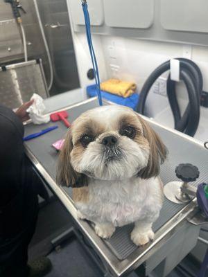 IVS Mobile Vets and Grooming Spa