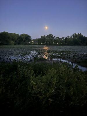 American Values Cleaning Service