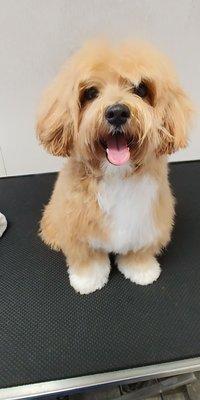 Gentle Touch Pet Grooming