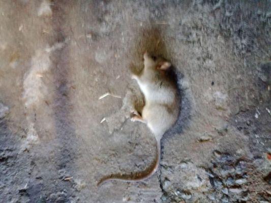 Absolute Serenity Pest Control