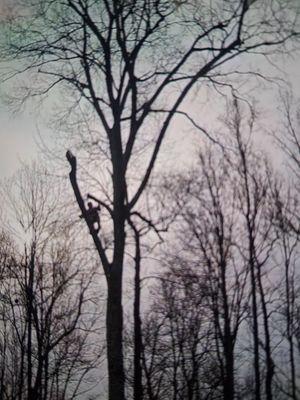 Rick's Tree Service and Landscaping