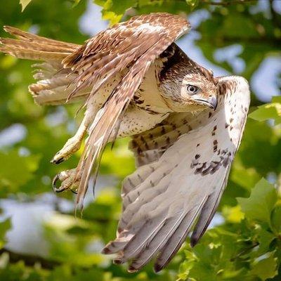 Wildlife Veterinary Care