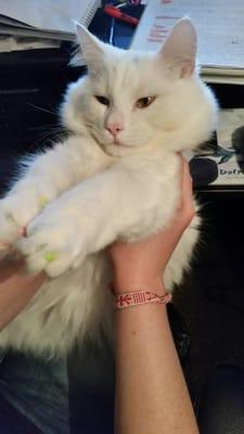 Scroggins Animal Hospital