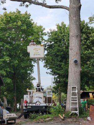Perfect Cut Tree Service
